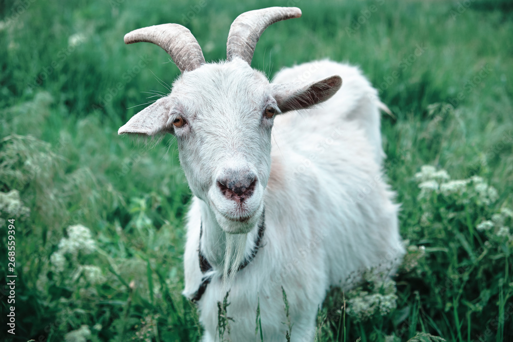 Portrait of white goat grazing on green meadow Portrait of white goat grazing on green meadow