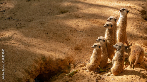 Fotografie, Obraz Group of funny meerkats (surikate) in the zoo in Barcelona.