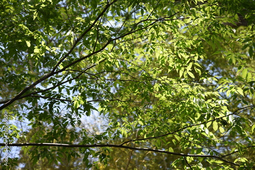 The fresh green of the Japanese Zelkova is very beautiful.