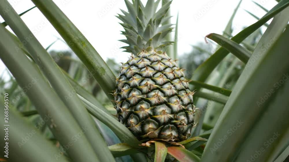 Close up of pineapple in plantation field. Tropical pineapple fruit with natural farm Close up of pineapple in plantation field. Tropical pineapple fruit with natural farm