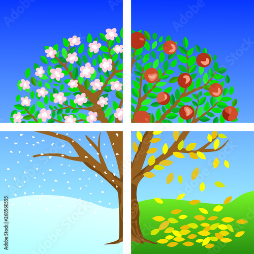 EPS 10 Vector illustration of a tree divided into the four seasons. Winter, spring, summer and autumn. Apple tree for your design projects!
