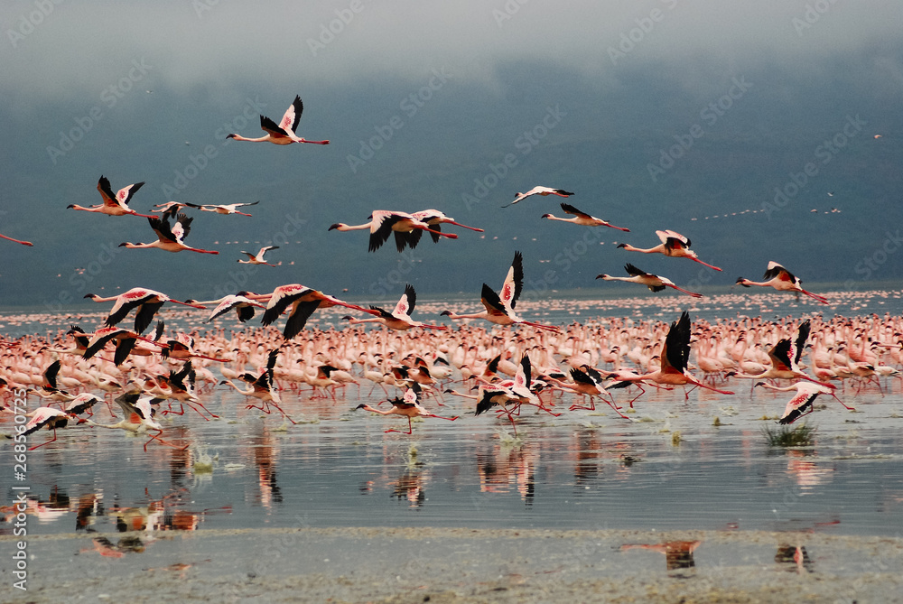 Naklejka premium Flamingos at Lake Nakuru