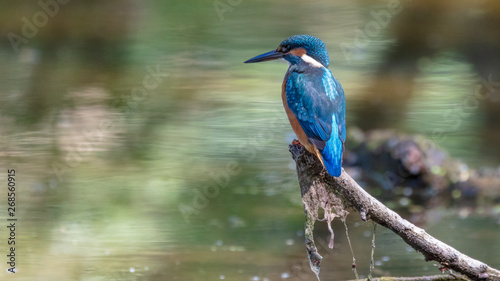 Common Kingfisher sits on a Branch photo