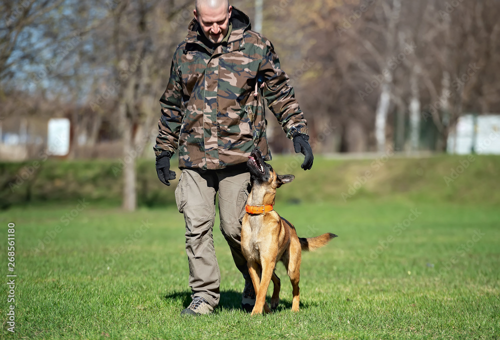 A man in camouflage colored jacket is training a Belgian Shepherd puppy A man in camouflage colored jacket is training a Belgian Shepherd puppy