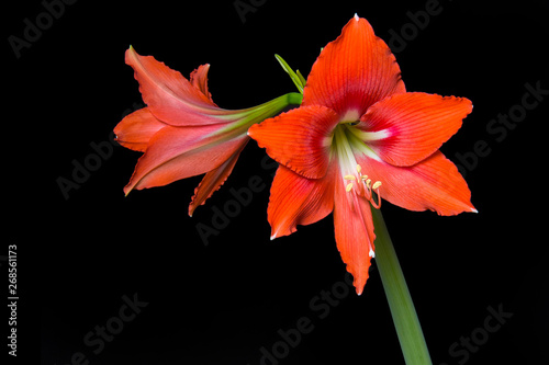 Red amaryllis flower in bloom isolated on a black background photo