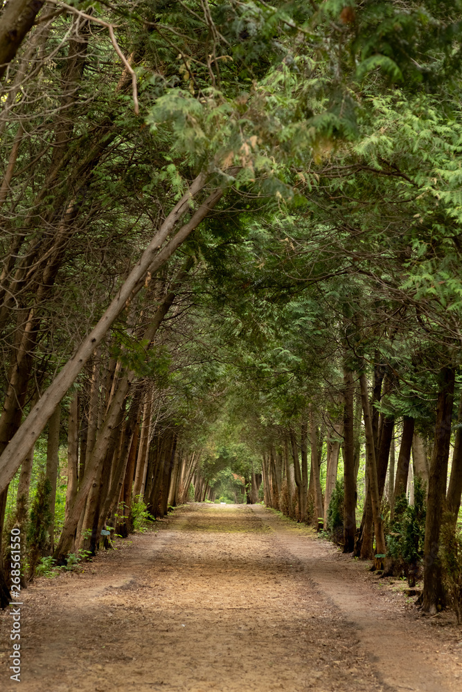Alley of arborvitae trees in the Park Alley of arborvitae trees in the Park