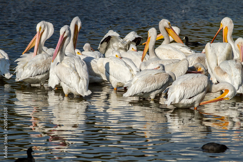 American pelicans at White Rock Lake. Dallas, Texas. © luis sandoval