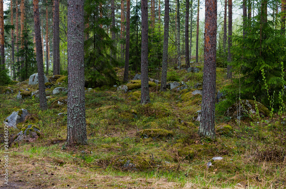 trees, rocks and moss in the forest trees, rocks and moss in the forest
