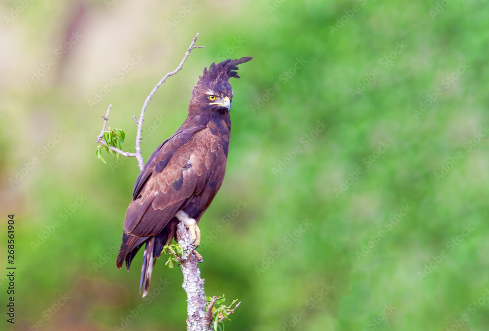 Kenyan National Park. The eagle Lophaetus occitalis is the bir Kenyan National Park. The eagle Lophaetus occitalis is the bir