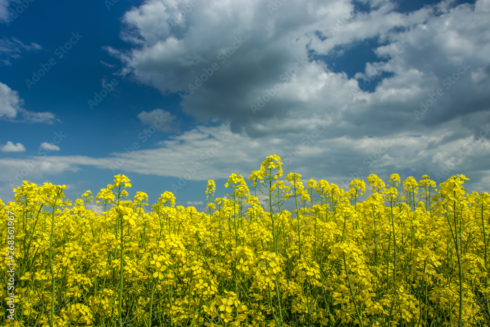 Yellow rape flowers, clouds on the sky Yellow rape flowers, clouds on the sky