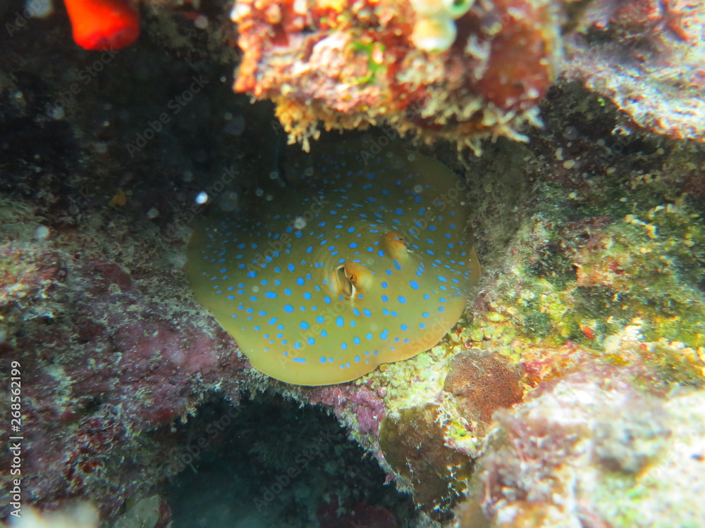 Manta raya con topos azules Manta raya con topos azules