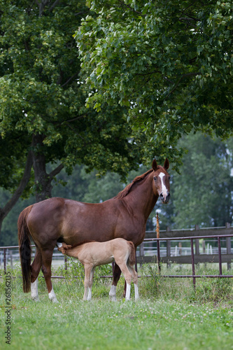 Warmblutstute und Fohlen