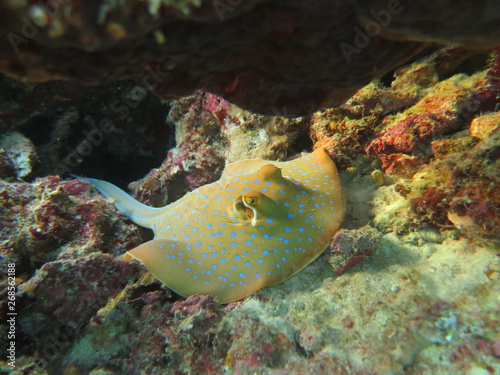 Manta raya con topos azules