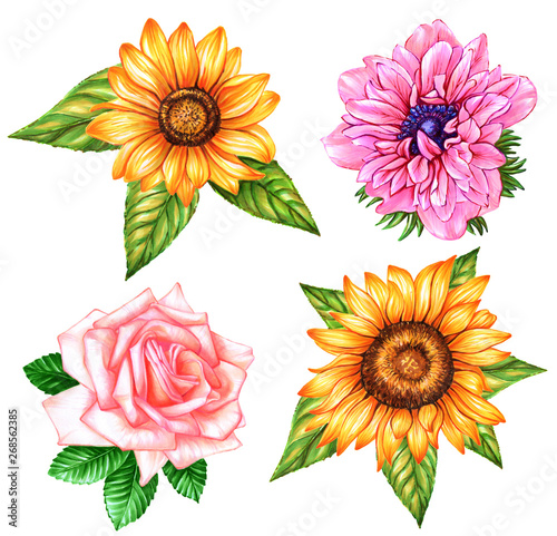 Set of beautiful flowers - anemone, sunflowers isolated on white background. Watercolor and marker art. Botanical Illustration. Perfect for elemen for design, print, greeting card, wedding.