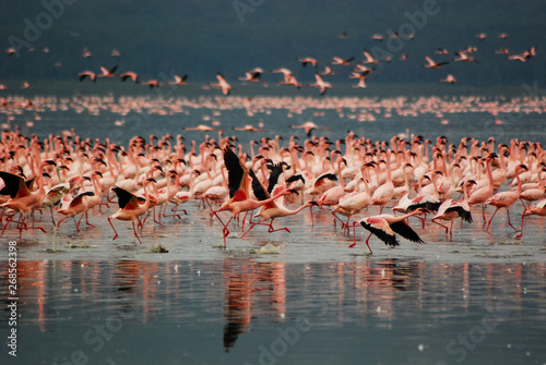 Flamingos at Lake Nakuru