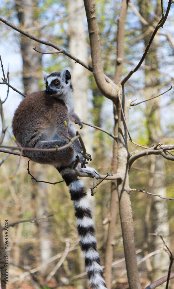 Obraz premium ring-tailed lemur sits alone in a tree