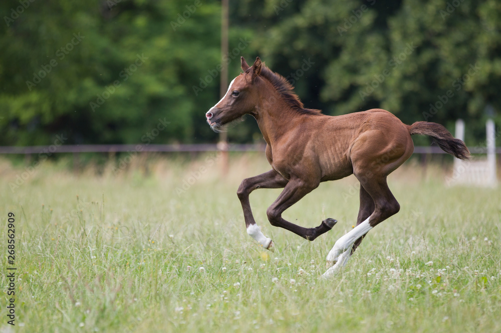 Reitponyfohlen Reitponyfohlen