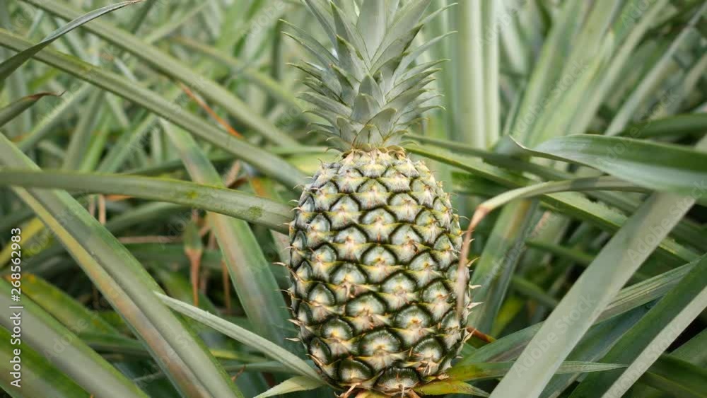 Close up of pineapple in plantation field. Tropical pineapple fruit with natural farm Close up of pineapple in plantation field. Tropical pineapple fruit with natural farm