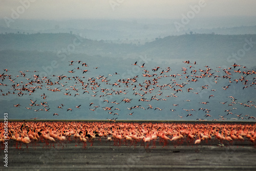 Flamingos at Lake Nakuru