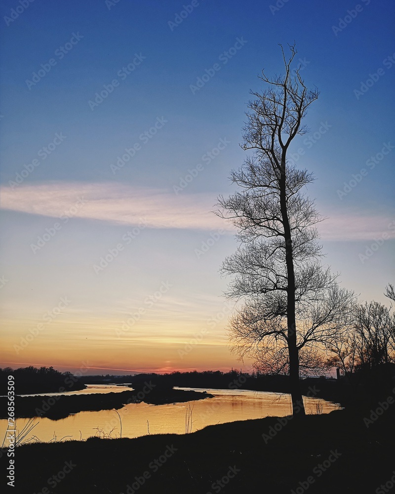 Naklejka premium tree at sunset