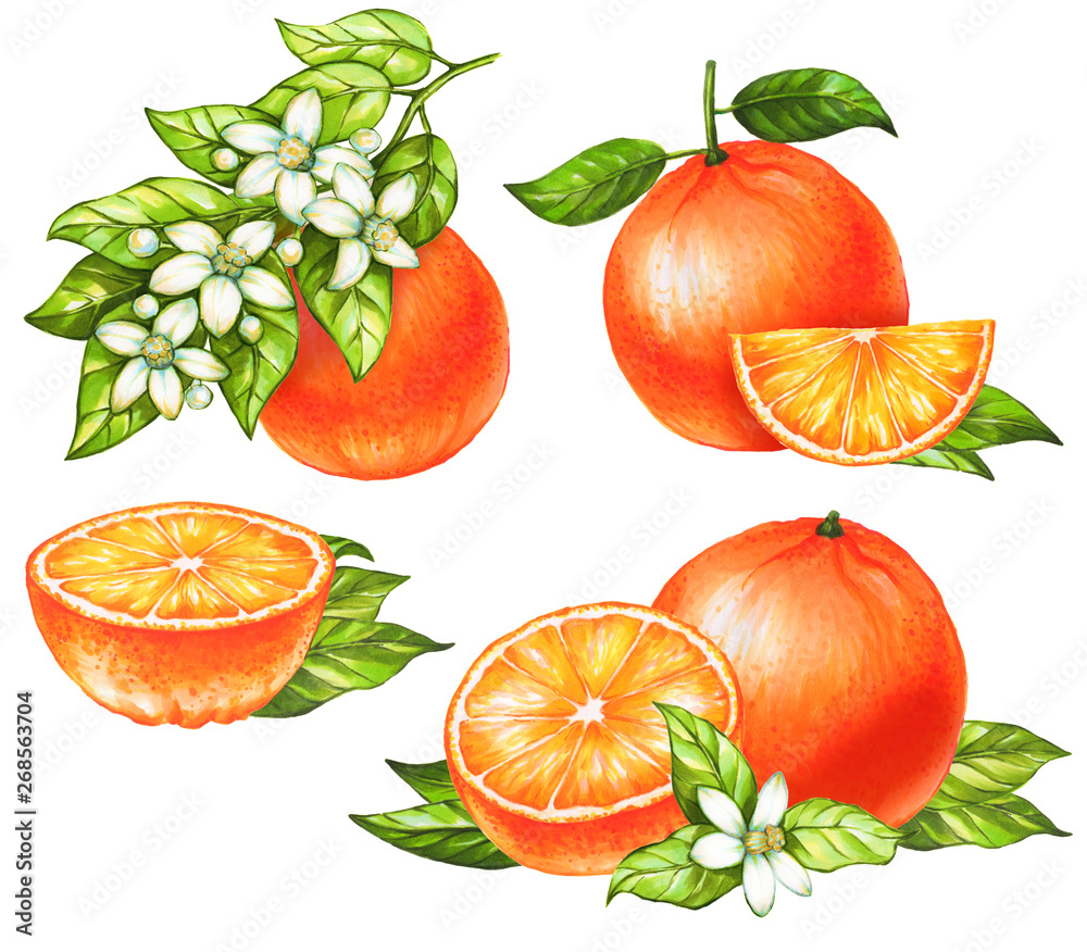 Set of hand drawn oranges fruit on white background. Collection of citrus fruits. Watercolor and marker art. Botanical Illustration. Set of hand drawn oranges fruit on white background. Collection of citrus fruits. Watercolor and marker art. Botanical Illustration.