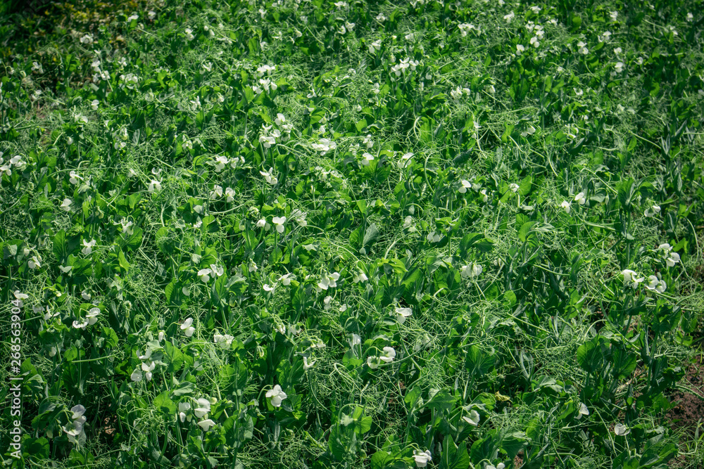 green planting field with white flowers green planting field with white flowers