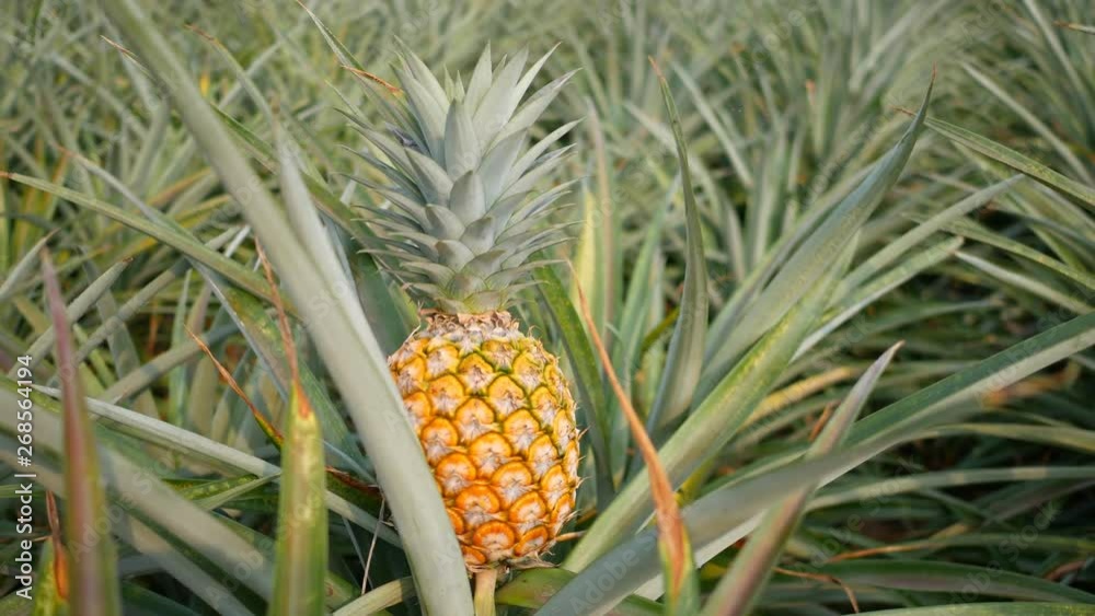 Close up of Yellow pineapple in plantation field. Tropical pineapple fruit with natural farm Close up of Yellow pineapple in plantation field. Tropical pineapple fruit with natural farm