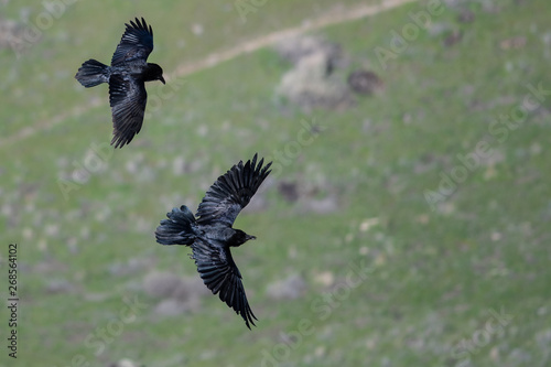 Two Common Black Ravens Flying Over the Canyon Floor