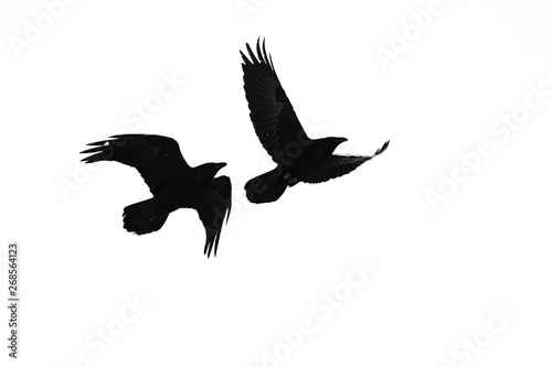Two Flying Common Ravens Silhouetted on a White Background