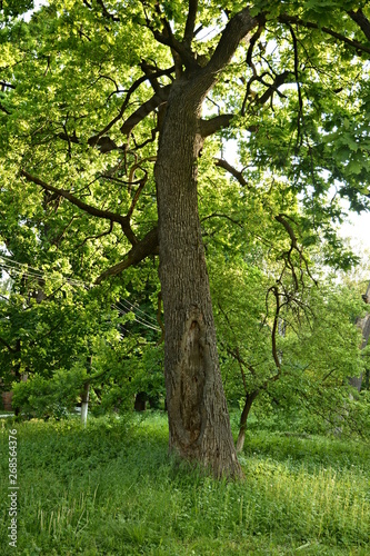 tree in the forest