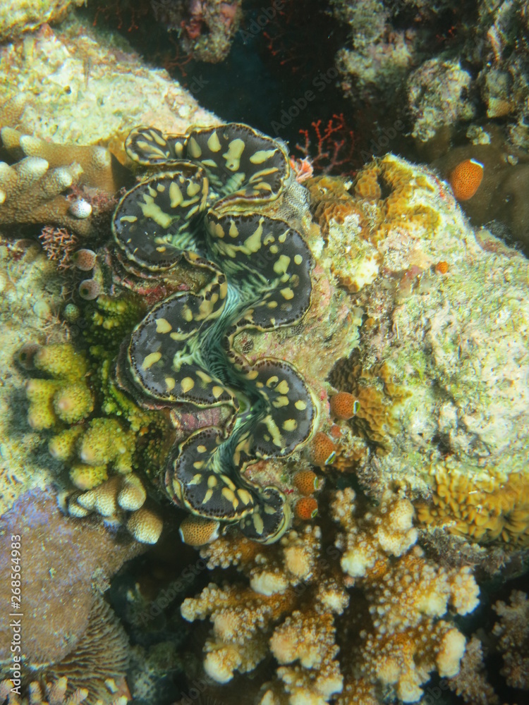 Arrecife en wakatobi Arrecife en wakatobi