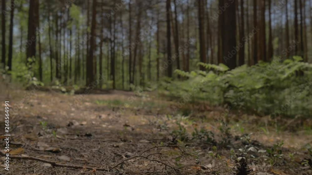 The camera moves above the ground and flies over the lying tree. Lying tree in the path of the camera. Difficulties on the way. Avoiding obstacles. 4K The camera moves above the ground and flies over the lying tree. Lying tree in the path of the camera. Difficulties on the way. Avoiding obstacles. 4K