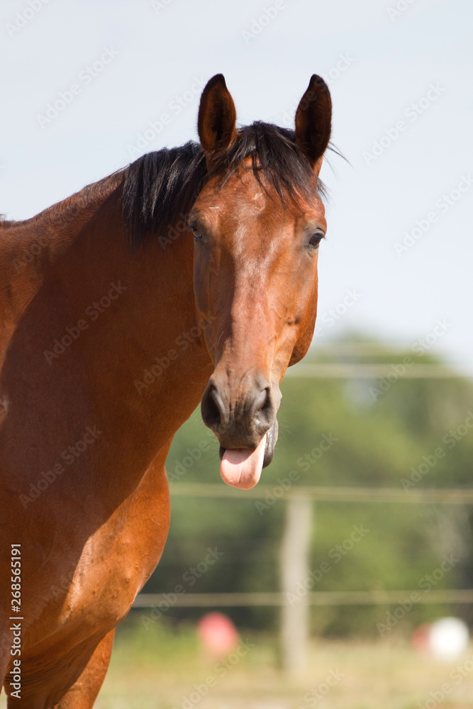 Naklejka premium Warmblut Pferd steckt frech die Zunge raus, braunes Pferd im Sommer