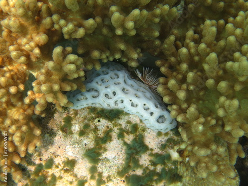 Arrecife en wakatobi