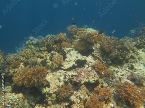 Arrecife en wakatobi © xavier