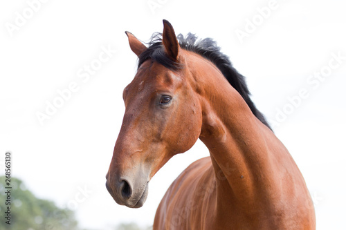 Warmblut Pferd © Ines Hasenau