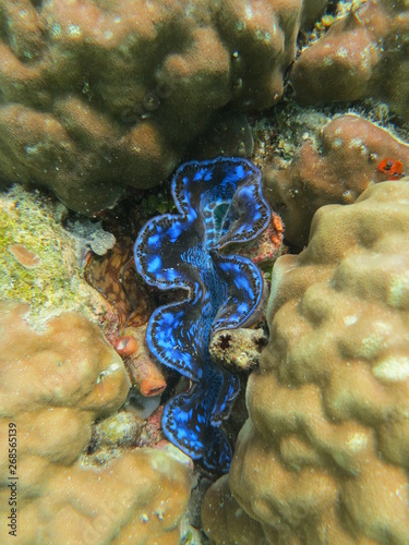 Arrecife en wakatobi