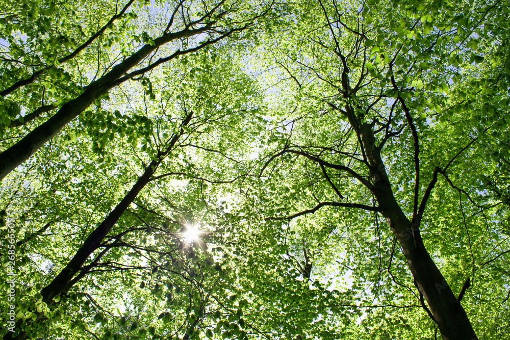 Fototapeta premium The sun in the crowns of trees covered with young green leaves