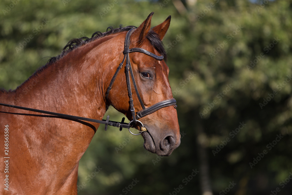braunes Warmblut Pferd getrenst wird geritten braunes Warmblut Pferd getrenst wird geritten