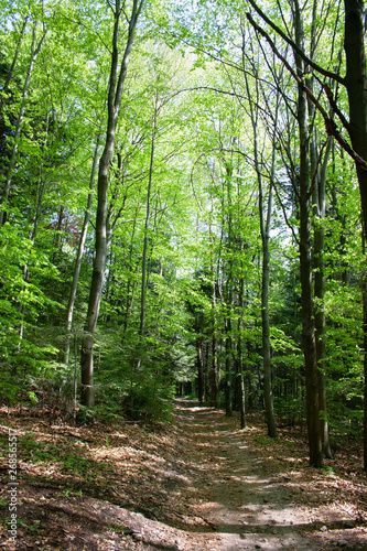 Ścieżka przez wiosenny, zielony las
