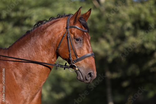 braunes Warmblut Pferd getrenst wird geritten © Ines Hasenau