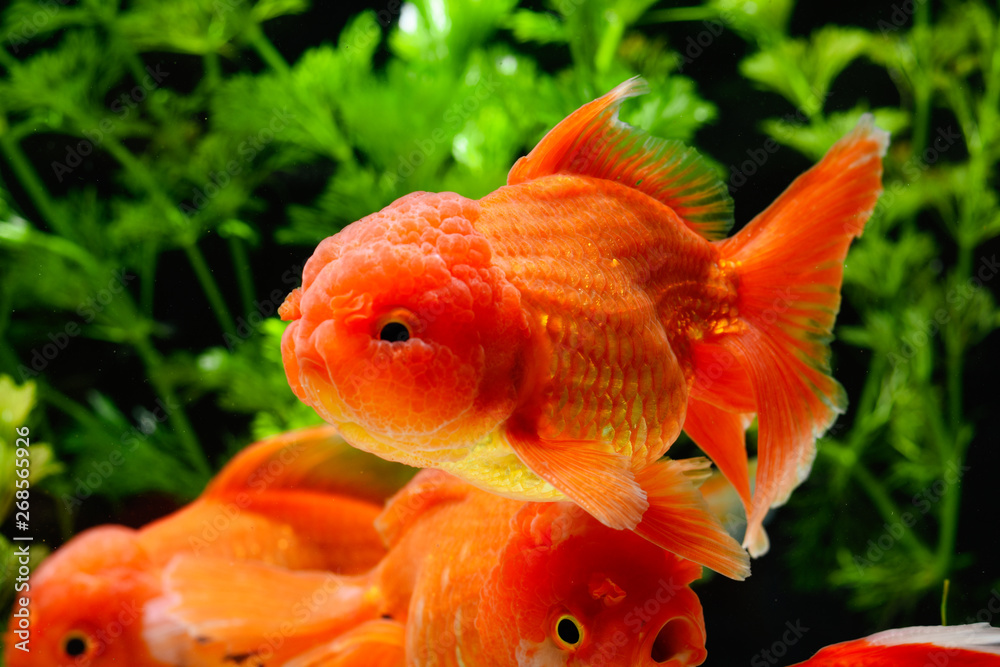 Goldfish carassius auratus background aquatic plants Goldfish carassius auratus background aquatic plants