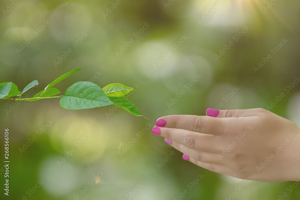 Woman's hand reaching for the branch with green leaves