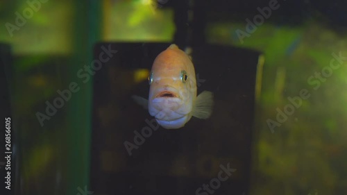 The fish in the aquarium. Portrait of an African aquarium fish of the cichlid family called Pseudotropheus lombardoi photo