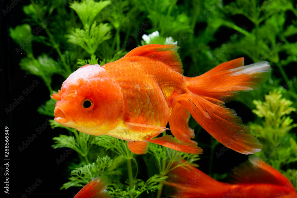 Goldfish carassius auratus background aquatic plants Goldfish carassius auratus background aquatic plants