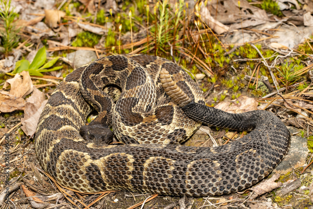 Timber rattlesnake - Crotalus horridus Timber rattlesnake - Crotalus horridus
