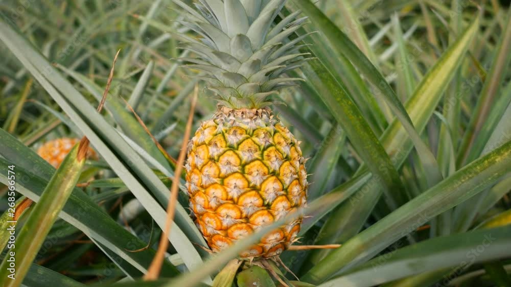 Close up of Yellow pineapple in plantation field. Tropical pineapple fruit with natural farm Close up of Yellow pineapple in plantation field. Tropical pineapple fruit with natural farm