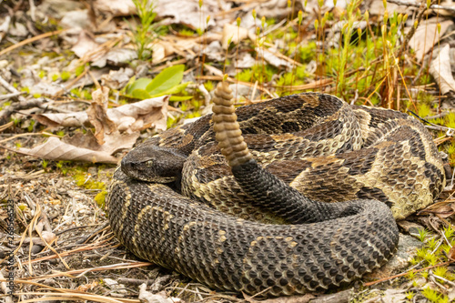 Timber rattlesnake - Crotalus horridus