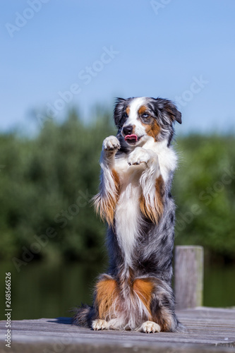 Mini Aussie photo