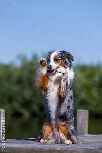 Mini Aussie zeigt Männchen und macht Tricks, Hund sitzt auf einem Bootssteg und winkt, Hündchen in toller Blue Merle Farbe vor blauem Himmel